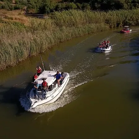 Tulipa *